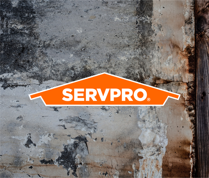 Does mold covered by insurance