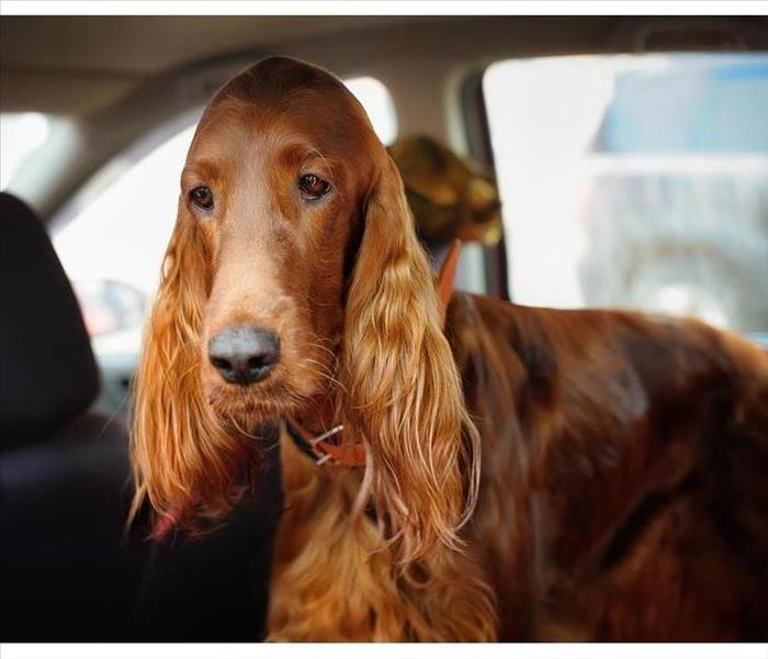 Picture of a dog in a car